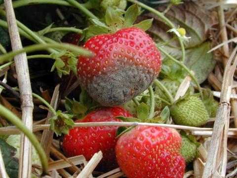 Fraise - Moisissure grise (Botrytis cinerea)