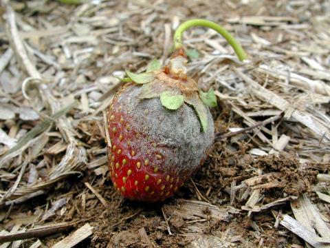 Fraise - Moisissure grise (Botrytis cinerea)