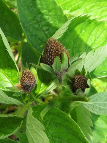 Fraise - Pourriture cuir (Phytophthora cactorum)