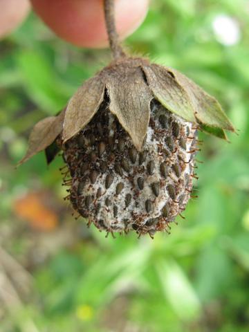 Fraise - Pourriture cuir (Phytophthora cactorum)