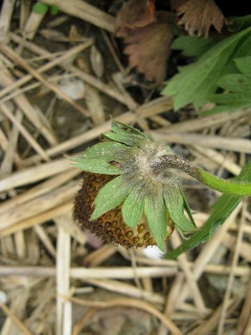 Fraise - Pourriture cuir (Phytophthora cactorum)