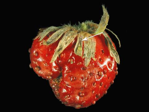 Fraise - Tache pourpre (Marssonina fragariae)_5