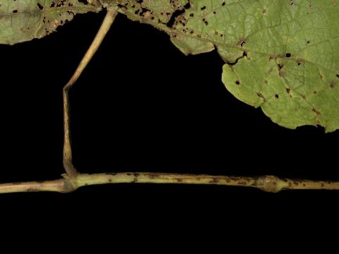 Vigne (raisin) - Pourriture blanche (Coniella diplodiella)_1