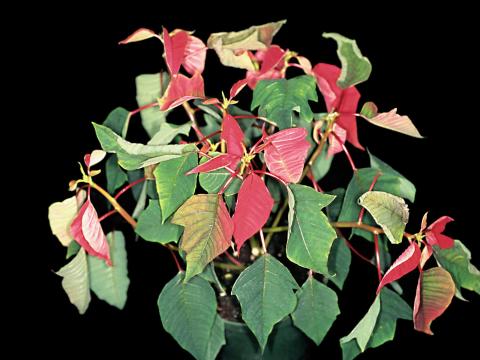 Poinsettia - Pourriture des racines (Pythium spp.)