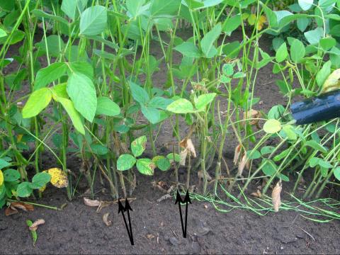 Soya - Rhizoctone commun (Rhizoctonia solani)