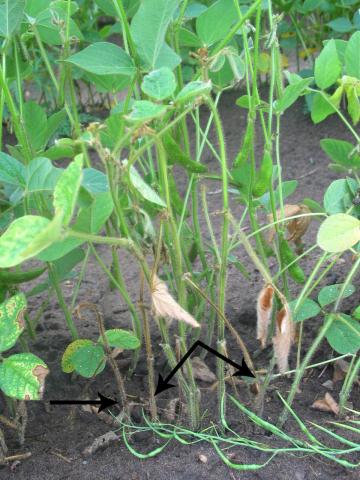 Soya - Rhizoctone commun (Rhizoctonia solani)_2