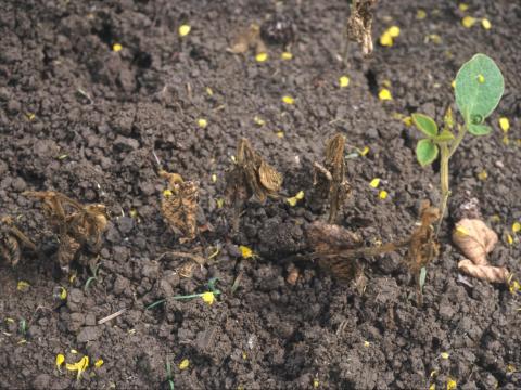 Soya - Pourriture des racines et de la tige (Phytophthora sojae)