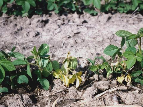 Soya - Pourriture des racines et de la tige (Phytophthora sojae)