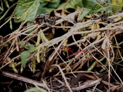 Soya - Pourriture sclérotique (Sclerotinia sclerotiorum)