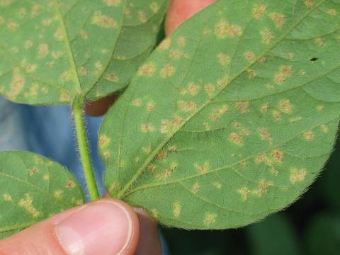 Soya - Mildiou (Peronospora manshurica)