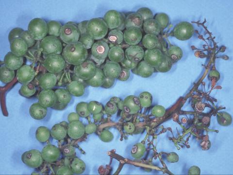 Vigne (raisin) - Anthracnose (Elsinoe ampelina)