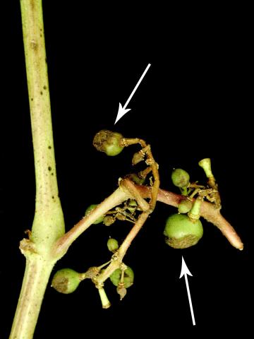 Vigne (raisin) - Excoriose (Diaporthe neoviticola)