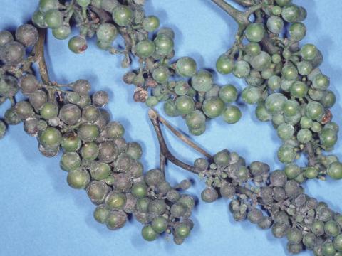 Vigne (raisin) - Blanc (Erysiphe necator)