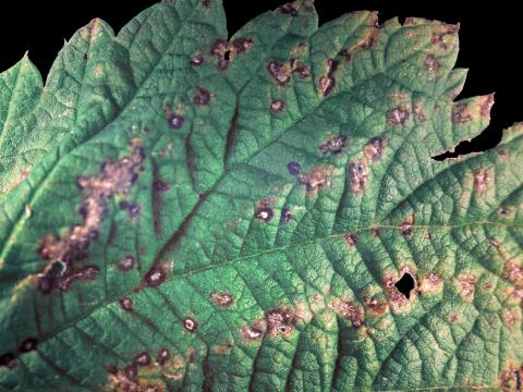 Framboise - Anthracnose (Sphaceloma necator)