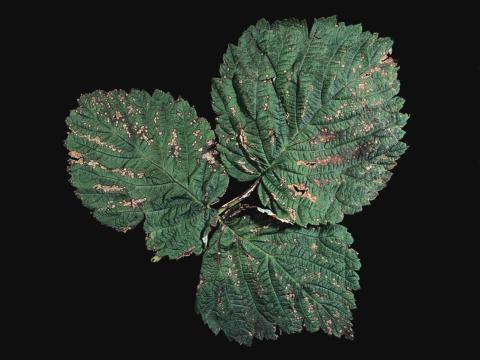 Framboise - Anthracnose (Sphaceloma necator)