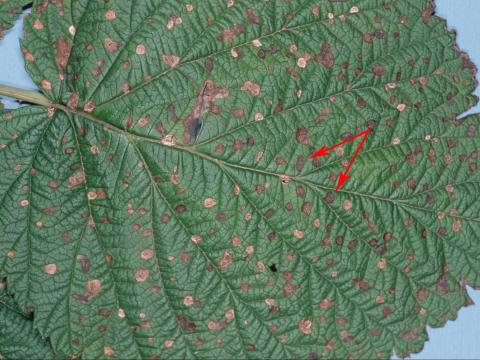 Framboise - Tache septorienne (Sphaerulina rubi)