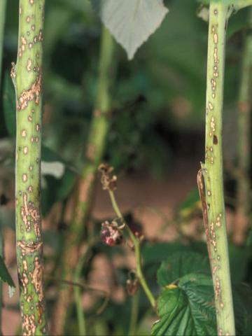 Framboise - Anthracnose (Sphaceloma necator)