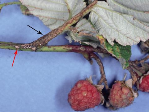 Framboise - Anthracnose (Sphaceloma necator)