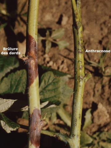 Framboise - Anthracnose (Sphaceloma necator)