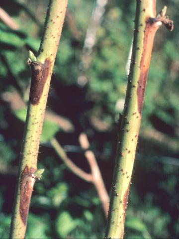 Framboise - Brûlure des dards (Xenodidymella applanata)