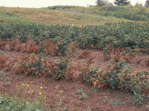 Framboise - Pourriture des racines (Phytophthora rubi)