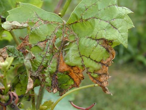 Vigne (raisin) - Anthracnose (Elsinoe ampelina)