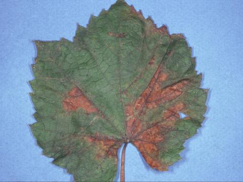 Vigne (raisin) - Rougeot (Pseudopezicula tracheiphila)