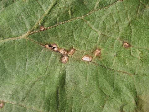 Vigne (raisin) - Anthracnose (Elsinoe ampelina)