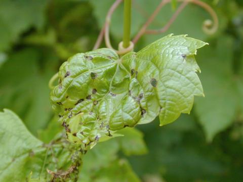 Vigne (raisin) - Anthracnose (Elsinoe ampelina)