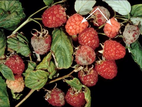 Framboise - Moisissure grise (Botrytis cinerea)