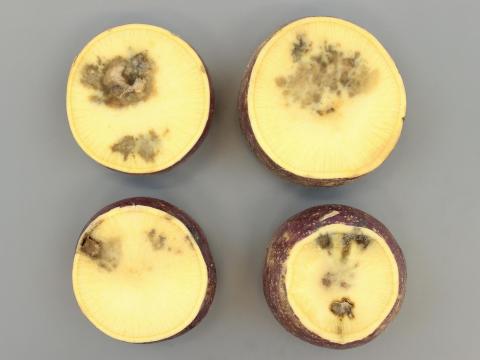 Rutabaga - Pourriture en entreposage (Phytophthora brassicae)