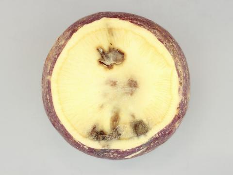 Rutabaga - Pourriture en entreposage (Phytophthora brassicae)