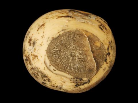 Rutabaga - Tache grise alternarienne (Alternaria brassicae)