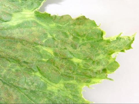 Citrouille - Virus de la mosaïque de la courge (SqMV)