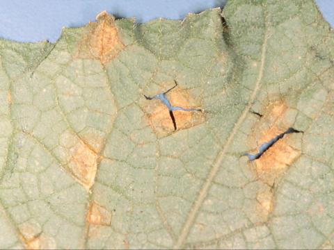 Concombre - Alternariose (Alternaria alternata)