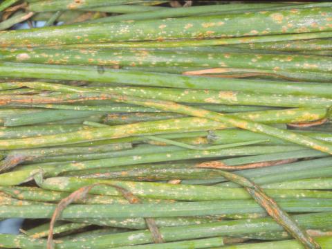 Oignon vert - Rouille (Puccinia allii)