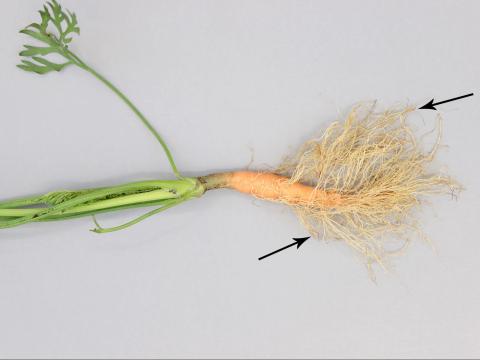 Carotte - Dépérissement pythien (Pythium sp.)