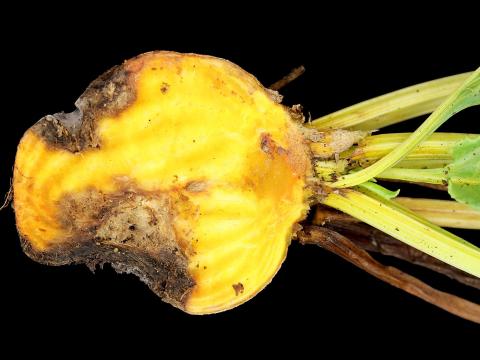 Betterave - Rhizoctone commun (Rhizoctonia solani)_2