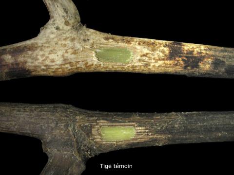 Vigne (raisin) - Champignons saprophytes (Basidiomycètes)_3