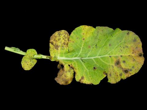 Brocoli - Tache noire alternarienne (Alternaria brassicicola)