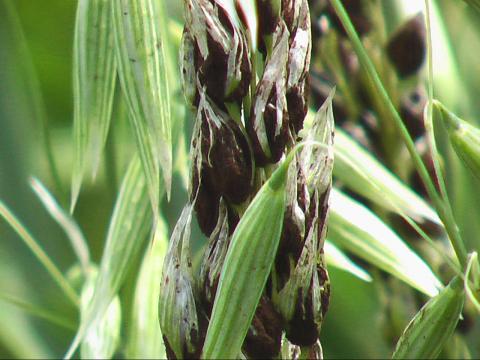 Avoine - Charbon nu (Ustilago avenae)