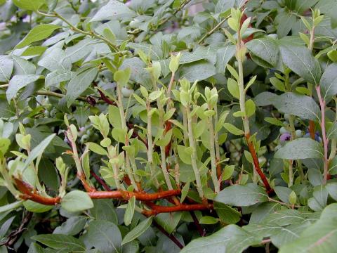 Bleuet en corymbe - Rouille-balai de sorcière (Pucciniastrum goeppertianum)