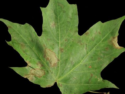 Érables - Anthracnose (Aureobasidium apocryptum)