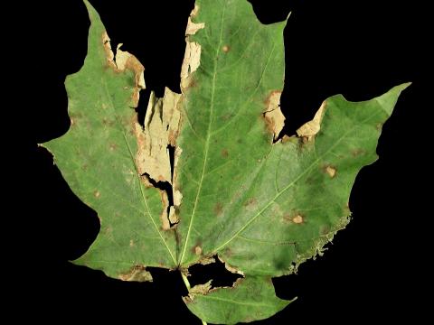 Érables - Anthracnose (Aureobasidium apocryptum)