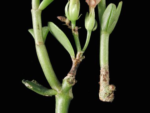 Kalanchoés - Blanc (Podosphaera xanthii)