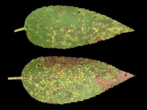 Monardes - Rouille (Puccinia sp.)