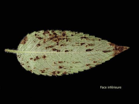 Monardes - Rouille (Puccinia sp.)