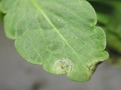 Pensées - Tache cercosporéenne (Cercospora violae)