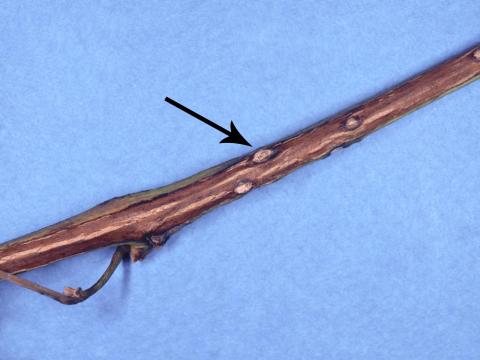 Vigne (raisin) - Anthracnose (Elsinoe ampelina)