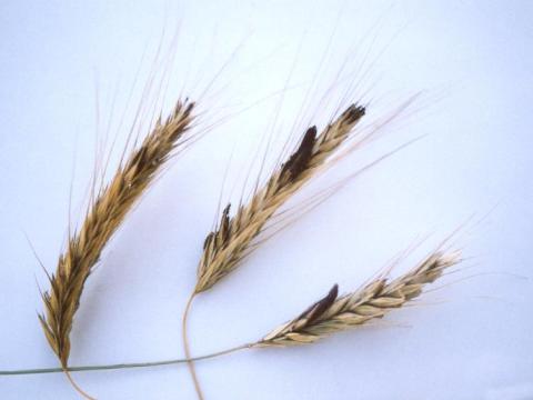 Seigle d'automne - Ergot (Claviceps purpurea)